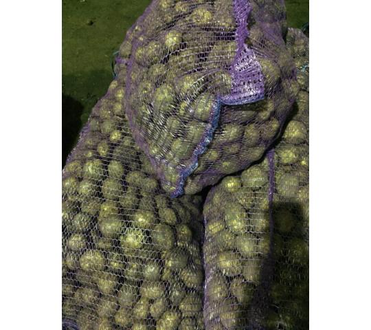 Фото 3 Картофель семенной высоких репродукций, г.Кемерово 2017